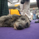 Illustration for article titled Exile In Dogville: Westminster Gets Comfy In Its New Home